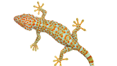 Green-orange salamander named Gluey.